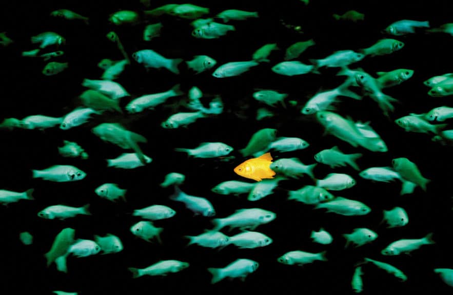 Aquarium filled with green fish with a single goldfish standing out