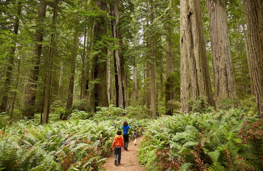 children walking in forest