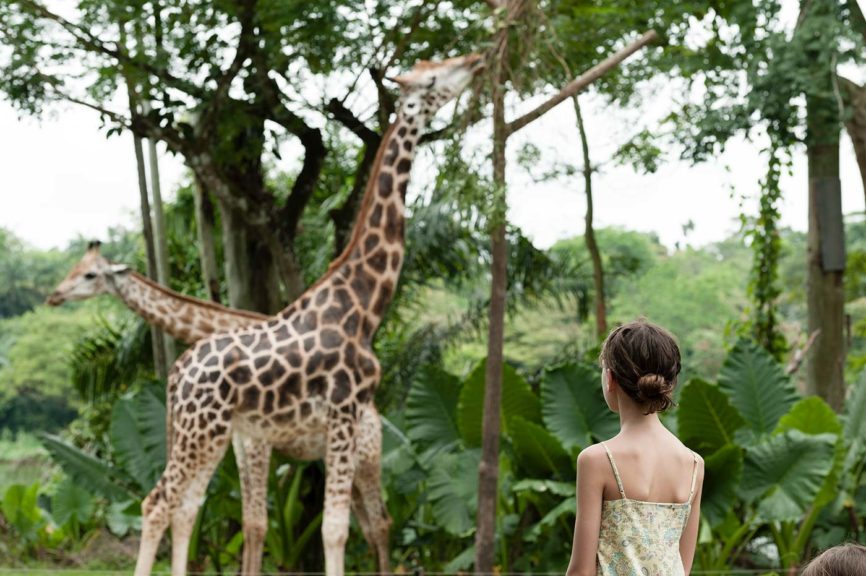 girl watching giraffes bible is real