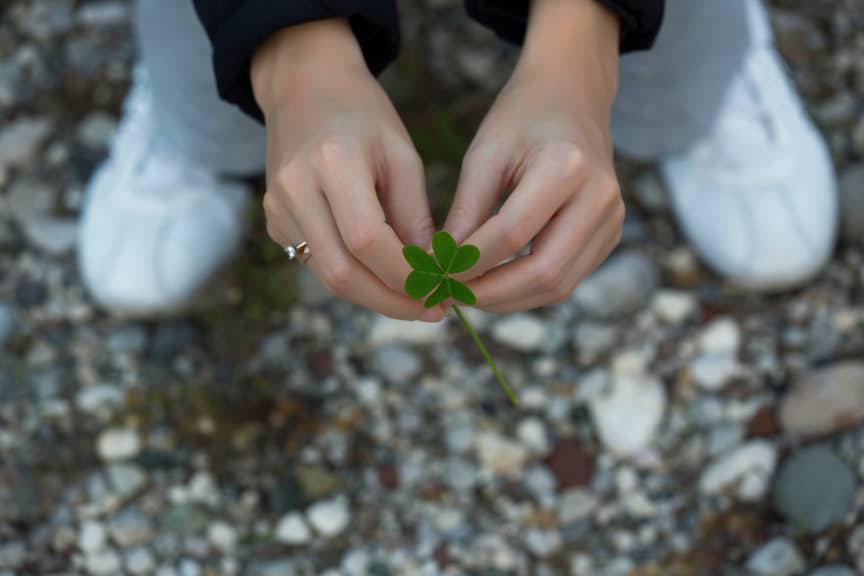 leaf clover in Nature