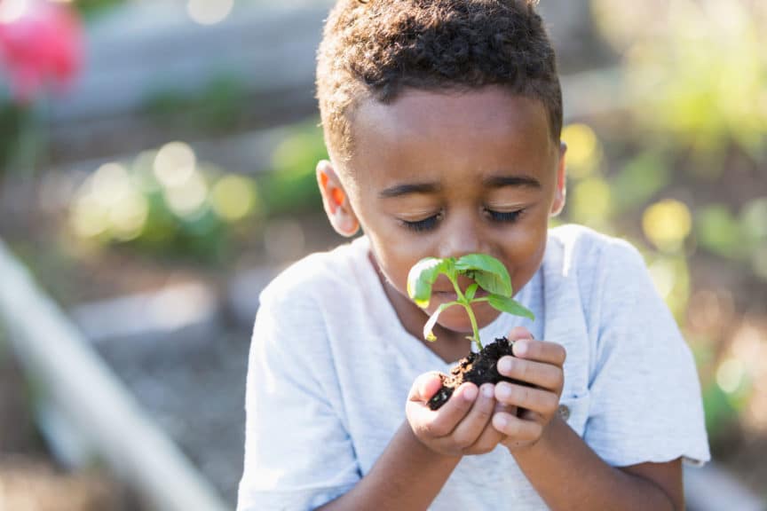 Little boy in garden, smelling fresh herbs